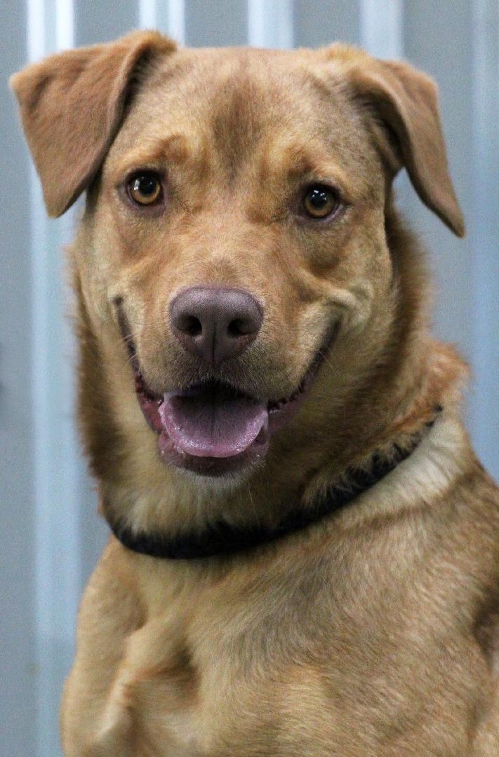 Iggy, a Adoptable mixed breed image 2/6