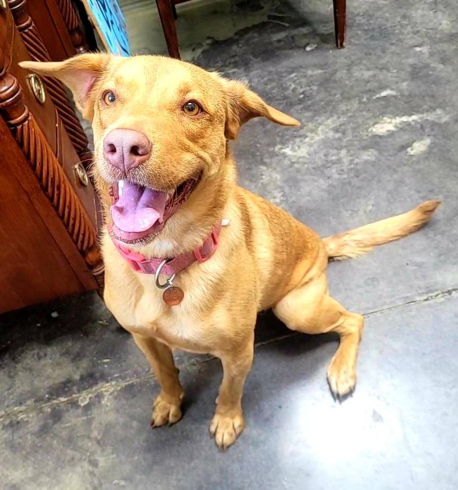 Iggy, a Adoptable mixed breed image 6/6