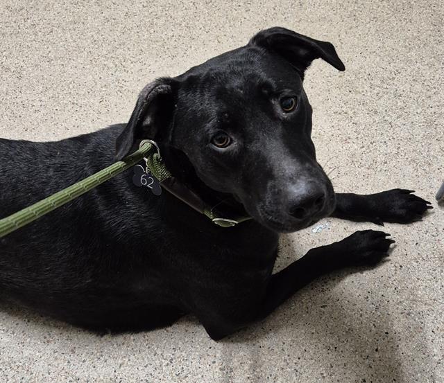Lorelei -- URGENT! LONGTIME RESIDENT!, ADOPTABLE, Adult Female Black Labrador Retriever.