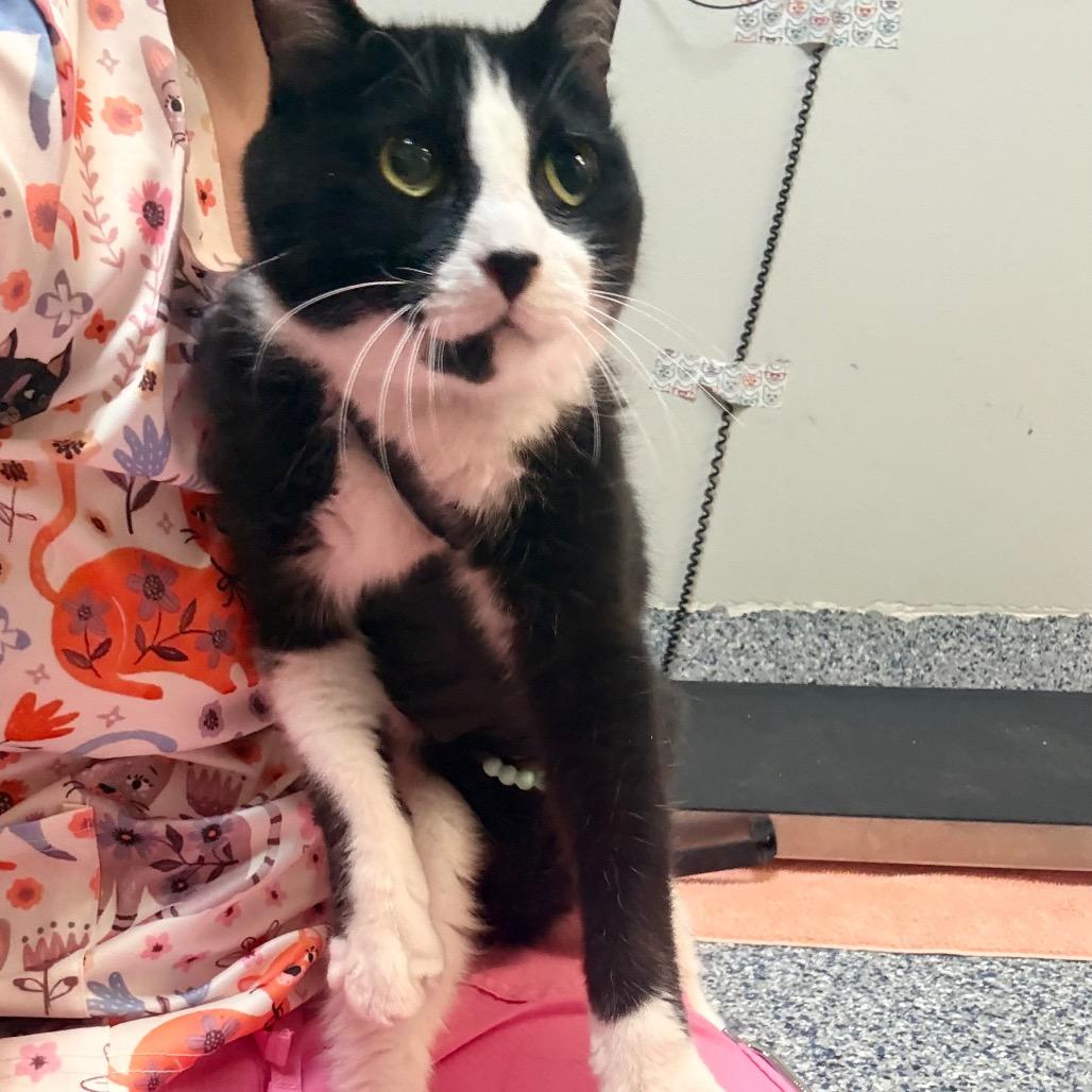 Maxwell, Adoptable, Senior Male Domestic Short Hair.