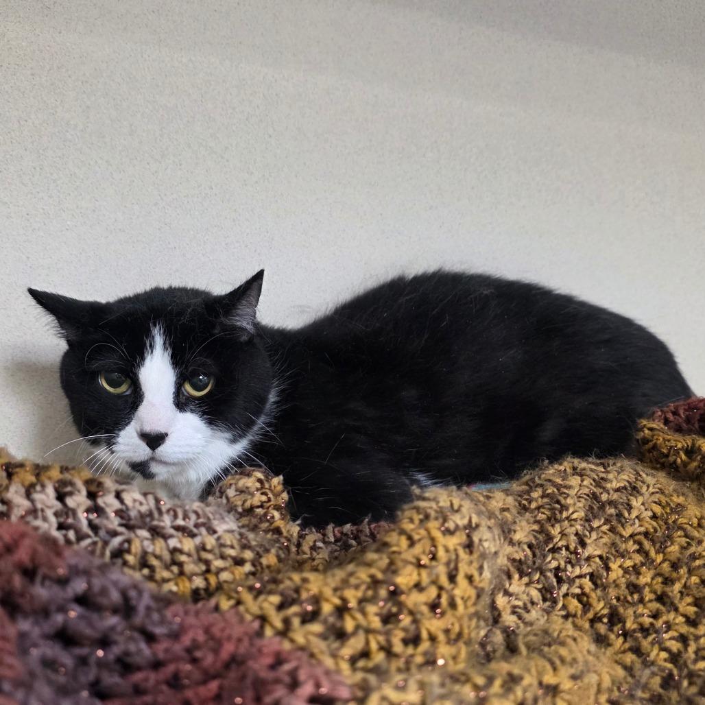 Enlarge Maxwell, a Adoptable Domestic Short Hair in Great Falls, MT image 2/2