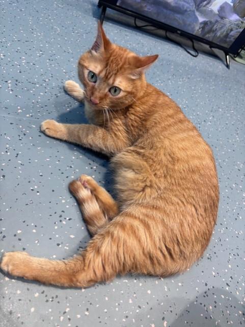 Enlarge Mustard-Moztaza, a ADOPTABLE Domestic Short Hair in Mesquite, NV image 2/3
