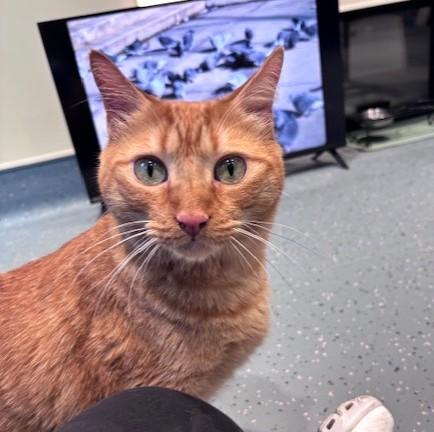 Mustard-Moztaza, ADOPTABLE, Adult Male Domestic Short Hair.