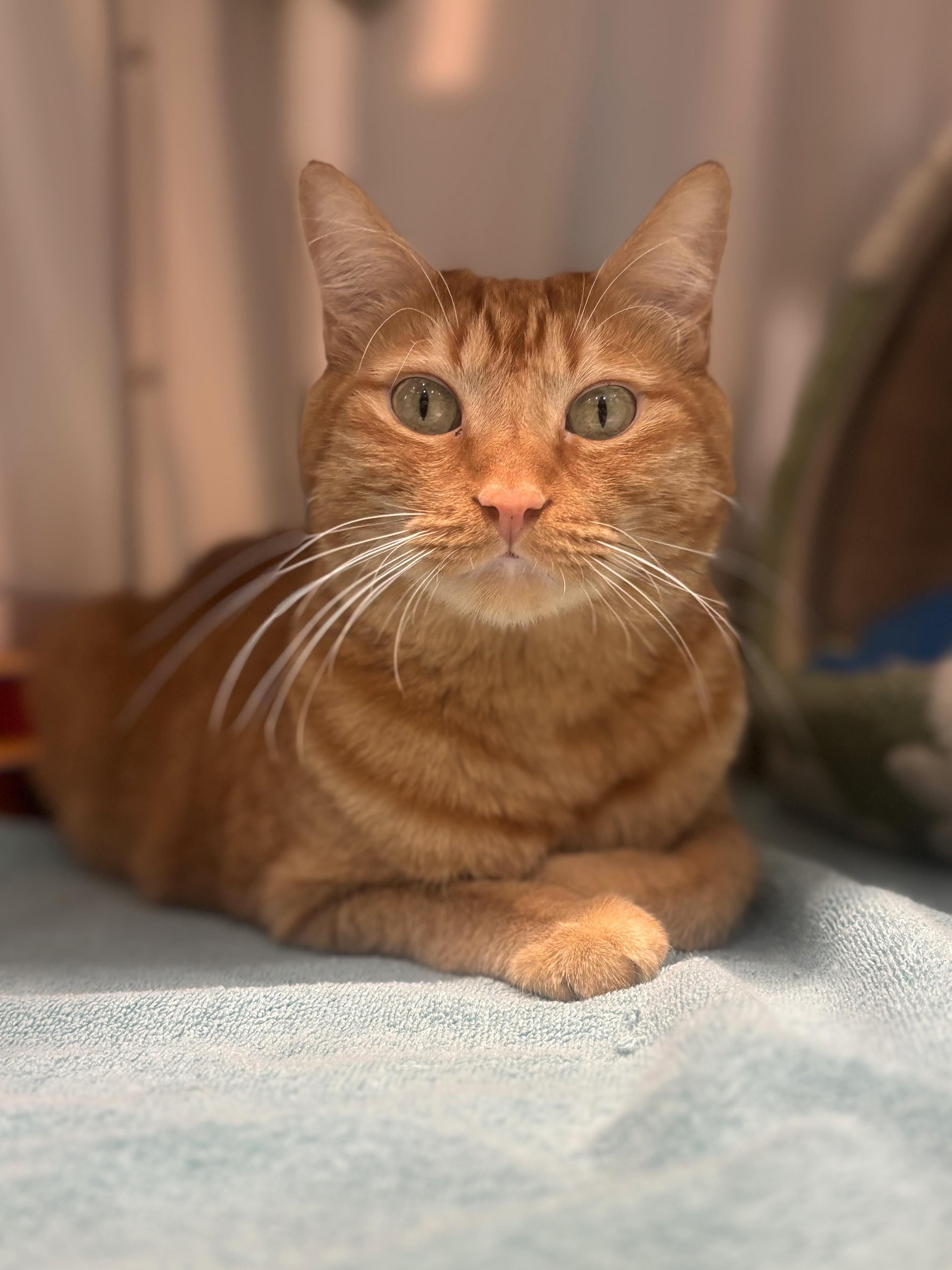 Mustard-Moztaza, an adoption pending Domestic Short Hair in Mesquite, NV image 1/4