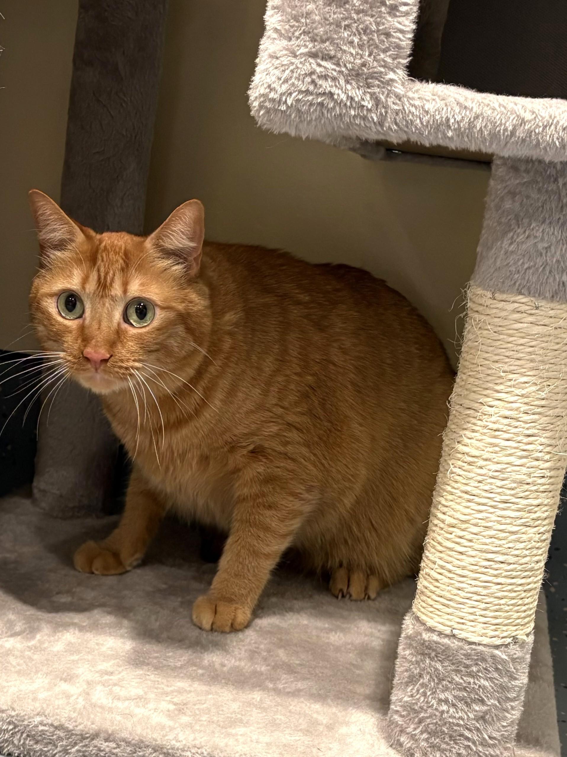 Enlarge Mustard-Moztaza, a ADOPTABLE Domestic Short Hair in Mesquite, NV image 3/3