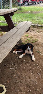 Enlarge ASH 237-26, a Adoptable mixed breed in Cambridge, OH image 2/3