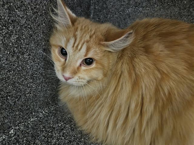 CHEESECAKE, Adoptable, Young Male Domestic Medium Hair.