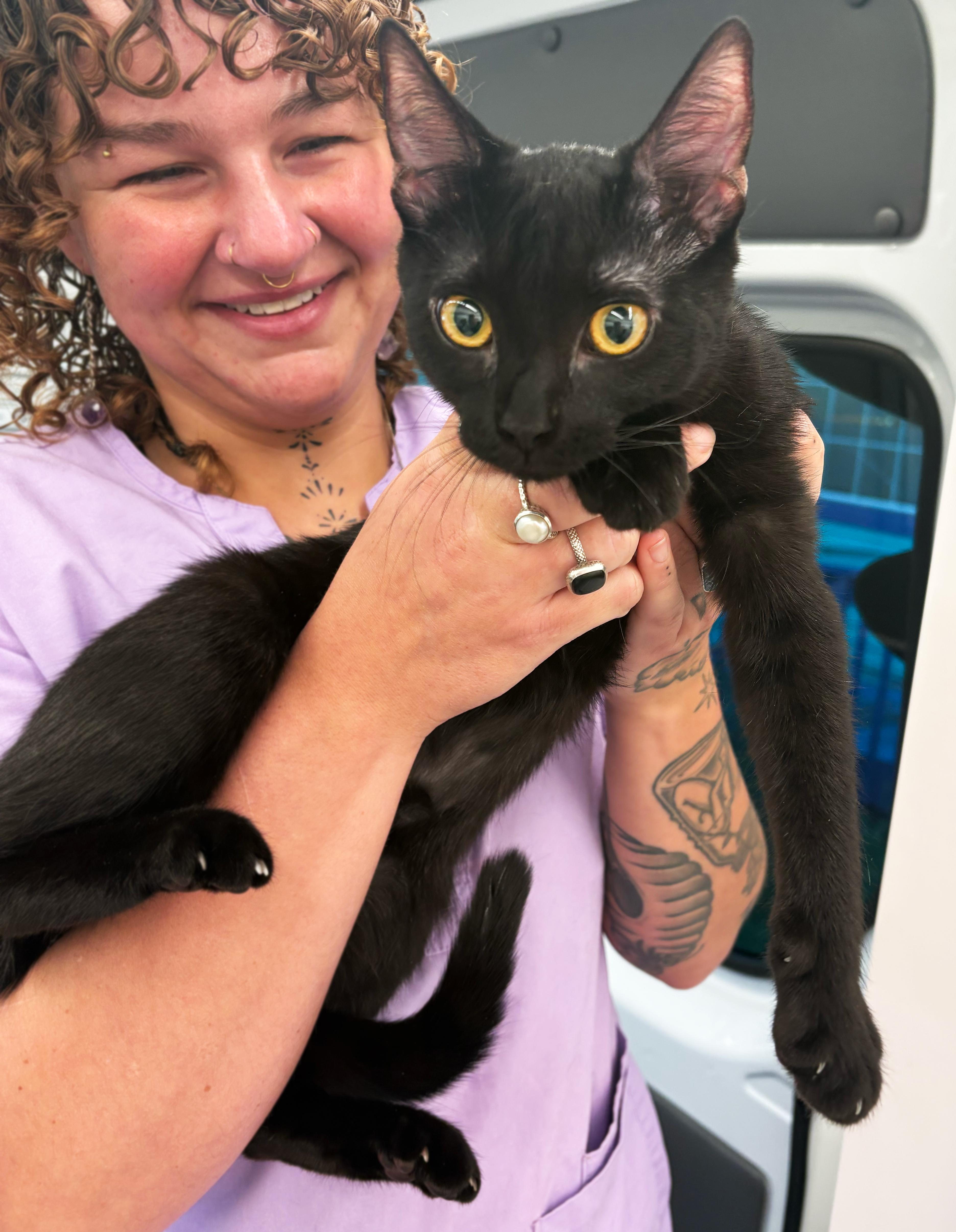 Enlarge Senna & Celandine, a ADOPTABLE Domestic Short Hair in Asheville, NC image 2/2