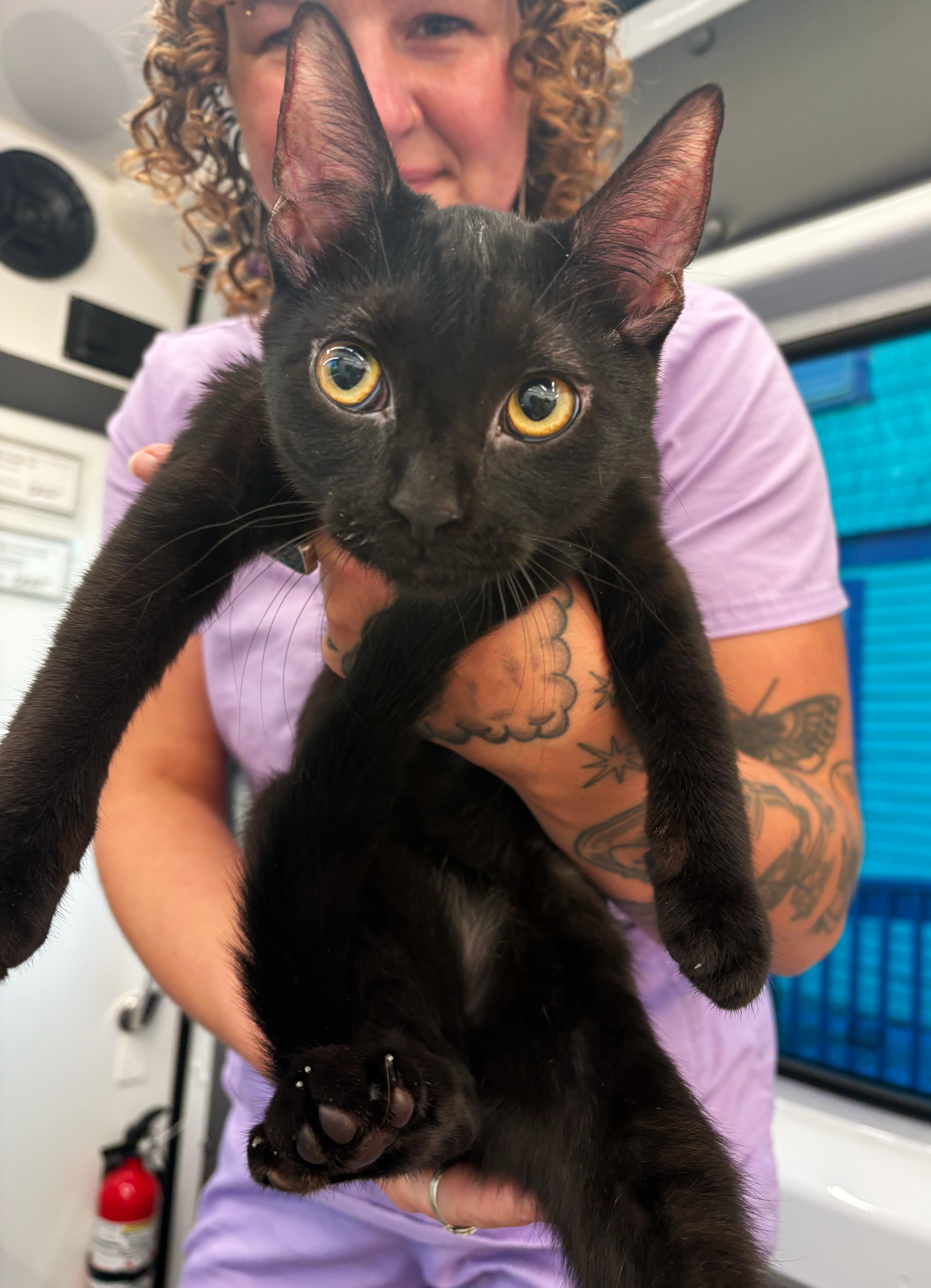 Senna & Celandine, ADOPTABLE, Kitten Female Domestic Short Hair.