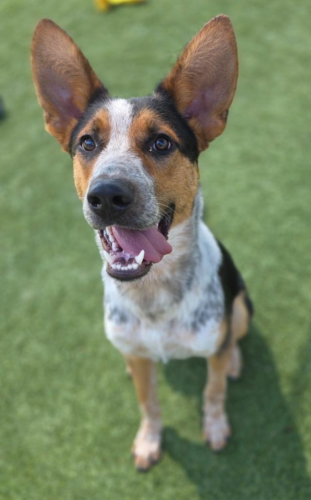 Enlarge Ruger, a Adoptable mixed breed in Little Elm, TX image 1/5