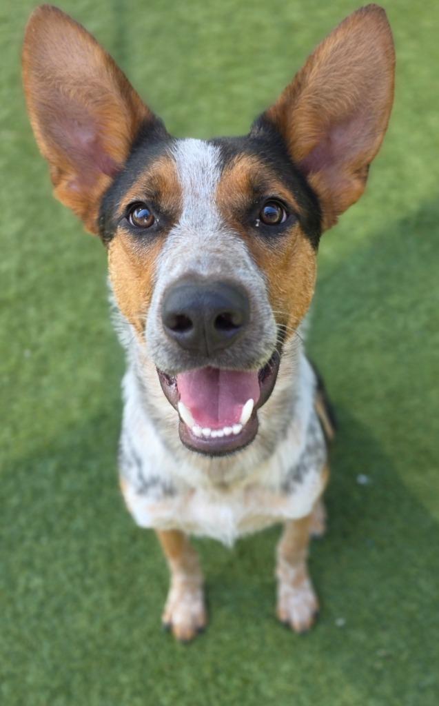 Enlarge Ruger, a Adoptable mixed breed in Little Elm, TX image 2/5
