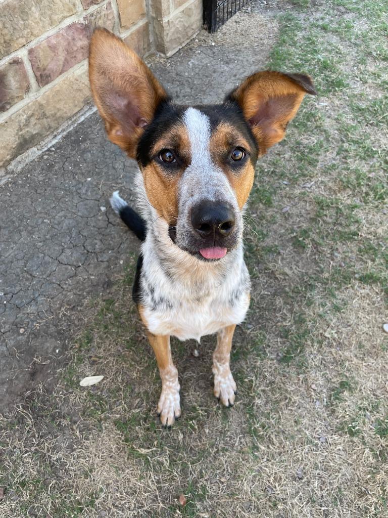 Enlarge Ruger, a Adoptable mixed breed in Little Elm, TX image 3/5