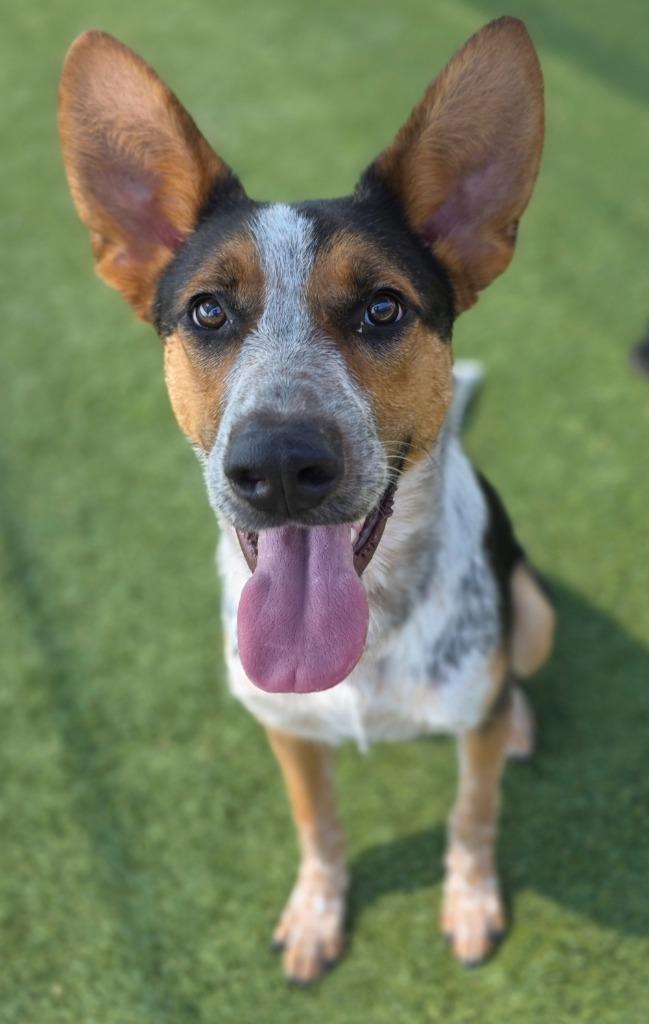 Enlarge Ruger, a Adoptable mixed breed in Little Elm, TX image 4/5