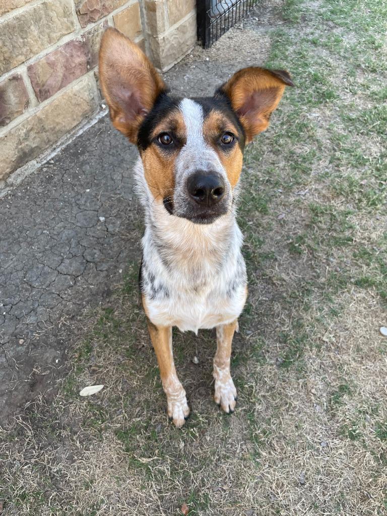 Enlarge Ruger, a Adoptable mixed breed in Little Elm, TX image 5/5