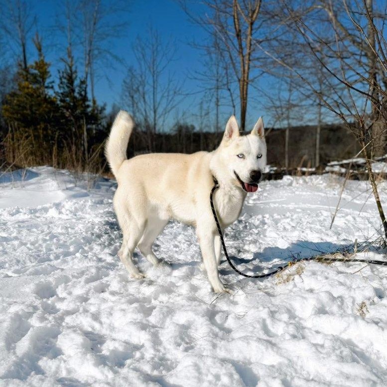 Sitka , a ADOPTABLE Husky in Martinsville, VA image 3/5