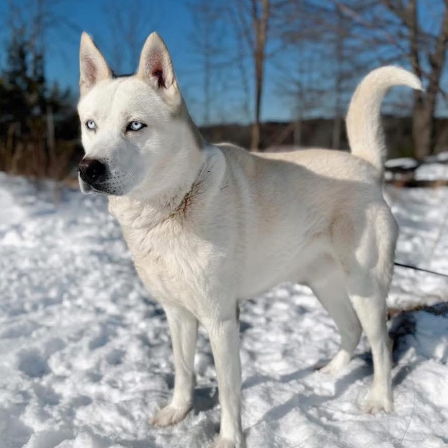 Sitka , ADOPTABLE, Adult Male Husky.