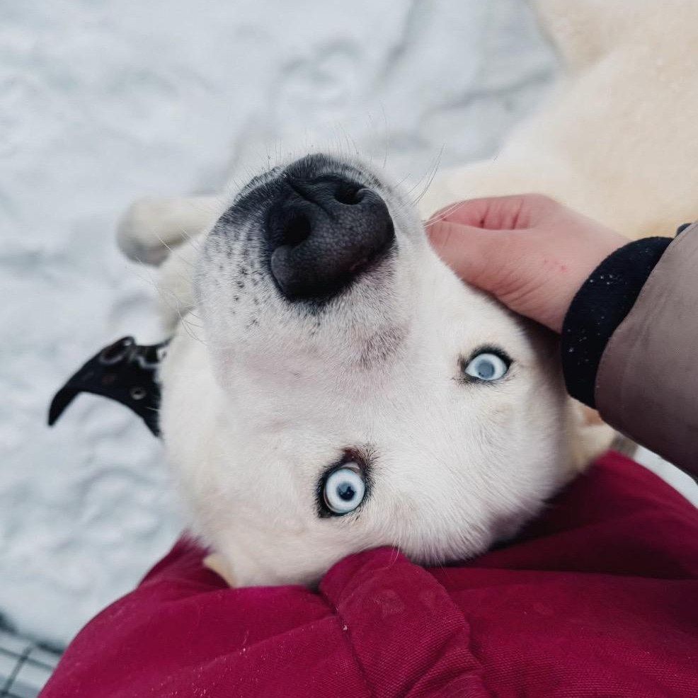 Sitka , a ADOPTABLE Husky in Martinsville, VA image 2/5