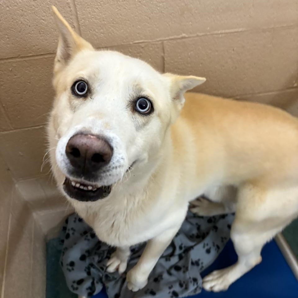 Sitka , a ADOPTABLE Husky in Martinsville, VA image 4/5
