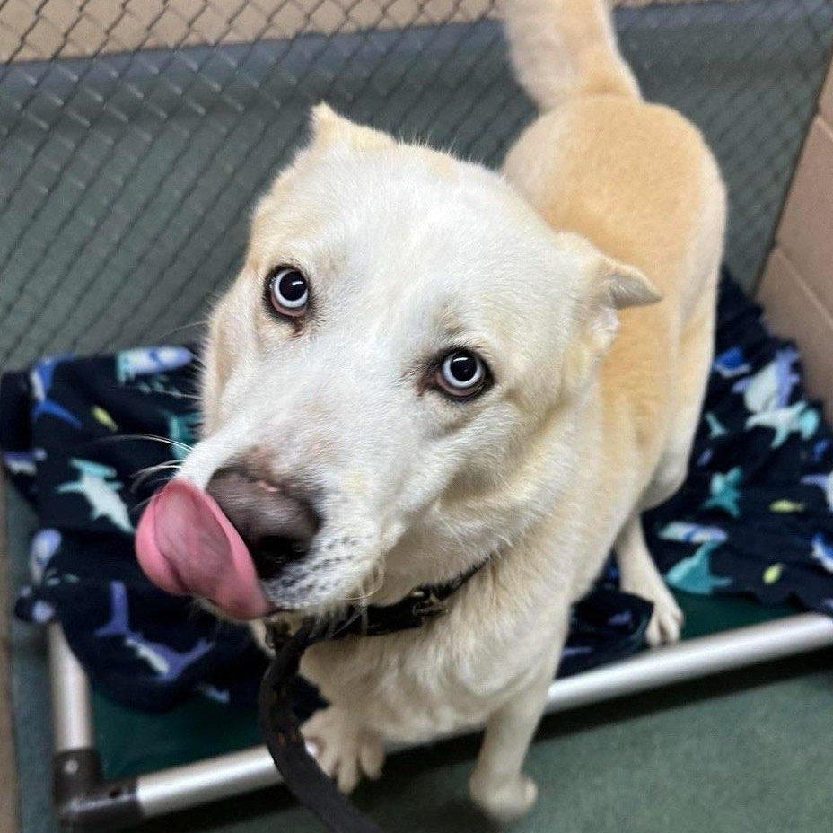 Sitka , a ADOPTABLE Husky in Martinsville, VA image 5/5