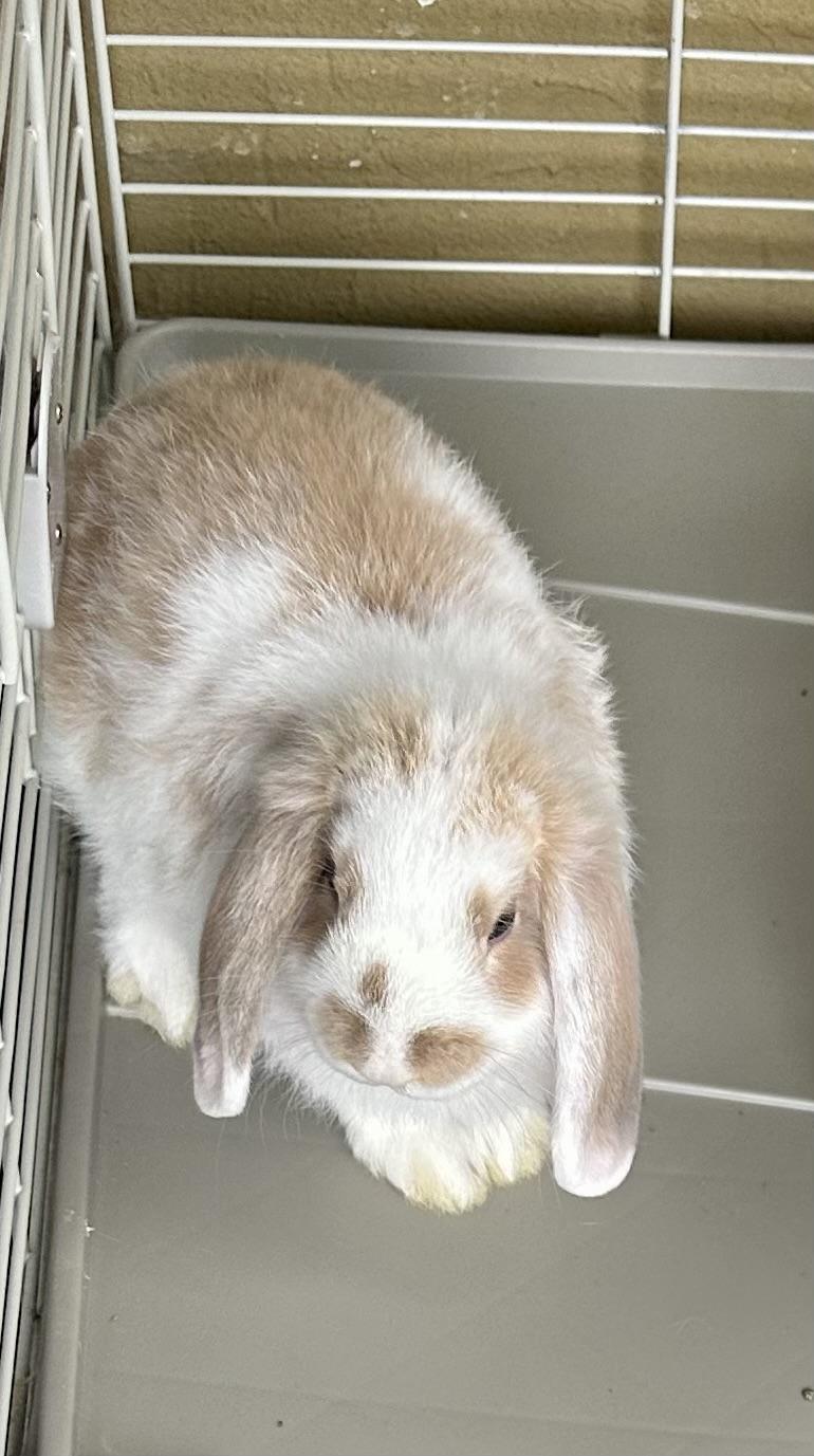 Holland/Mini Lop babies - The Literary Loves-large-1