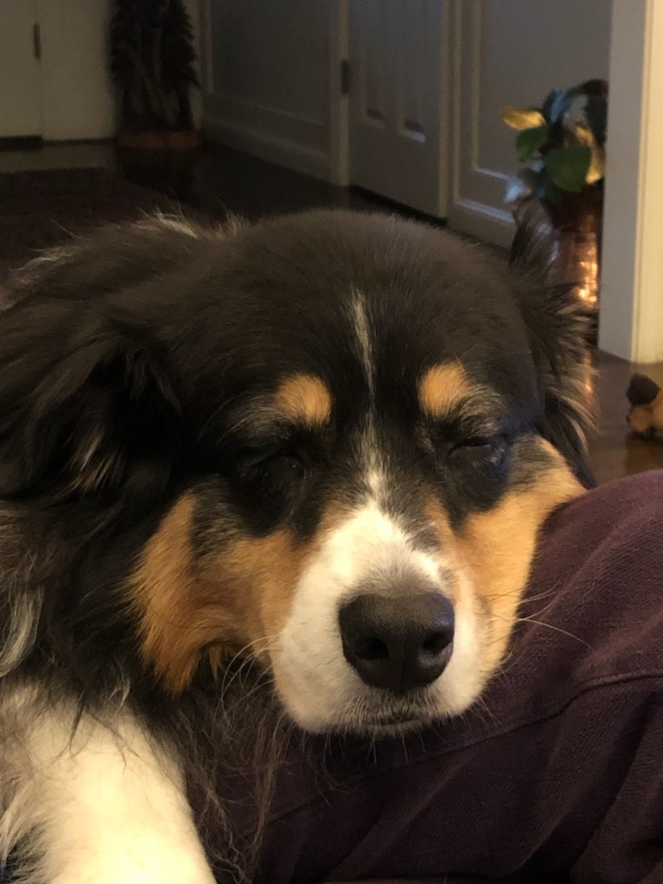 Pippa