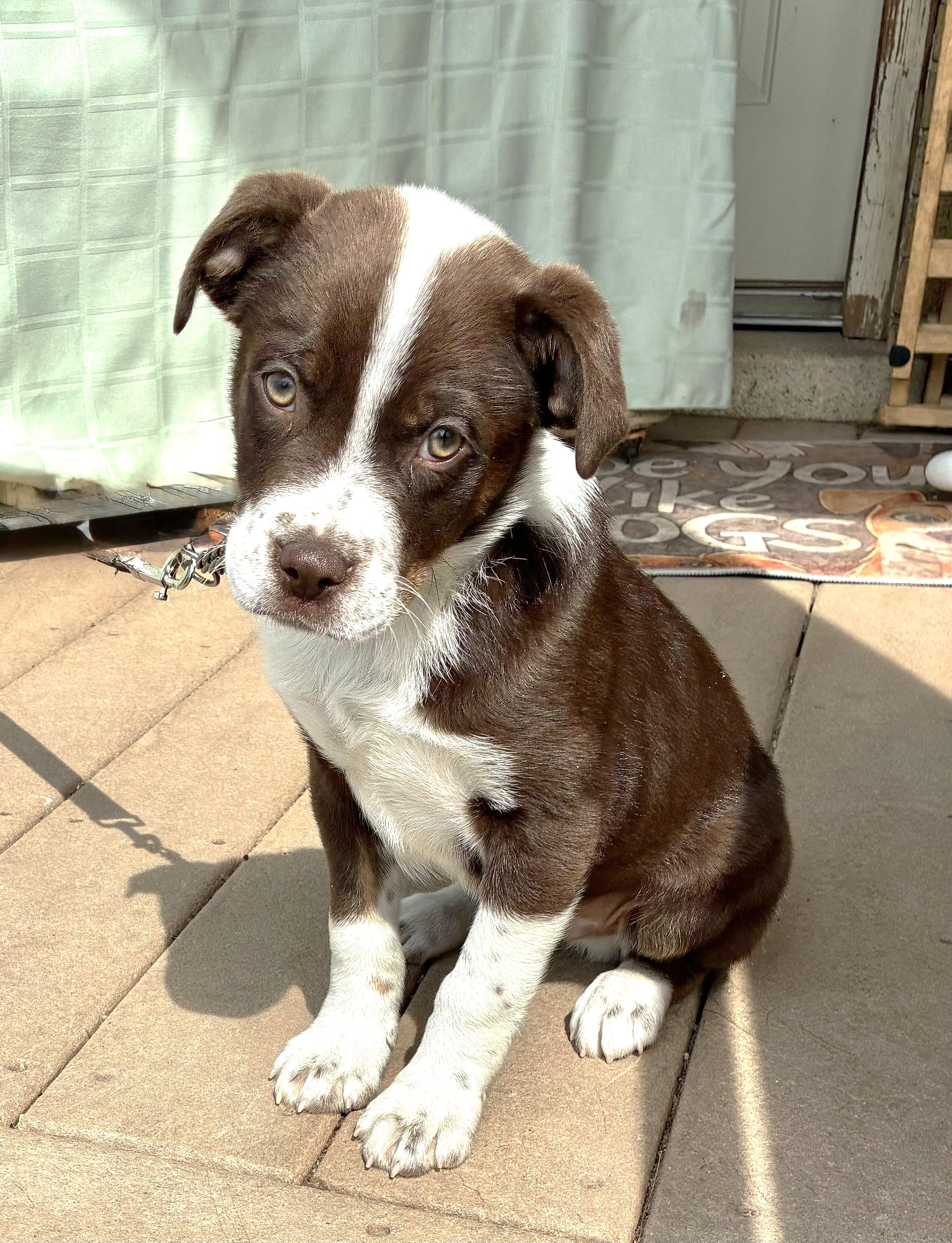 Texan, Adoptable, Puppy Male Border Collie.