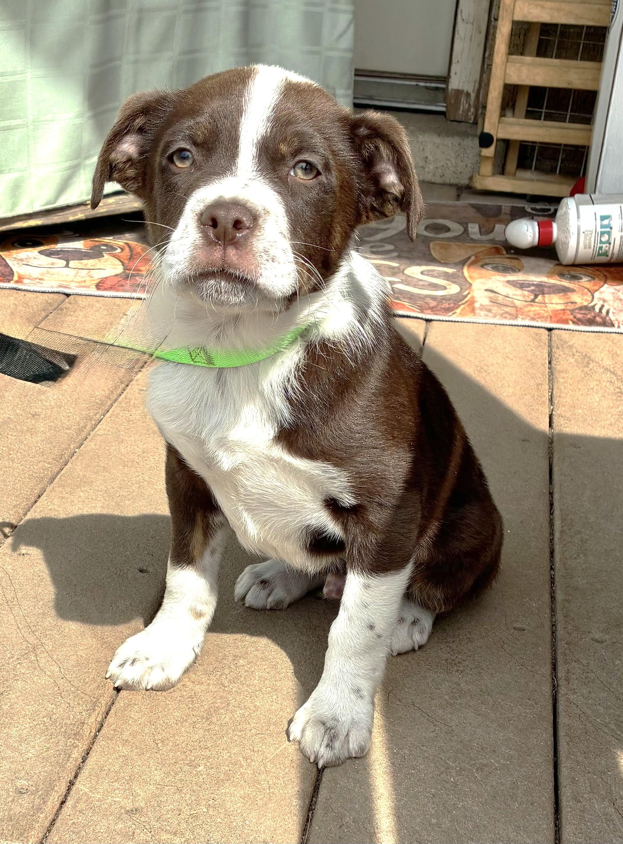 Texan, a Adoptable mixed breed in West Chicago, IL image 2/3