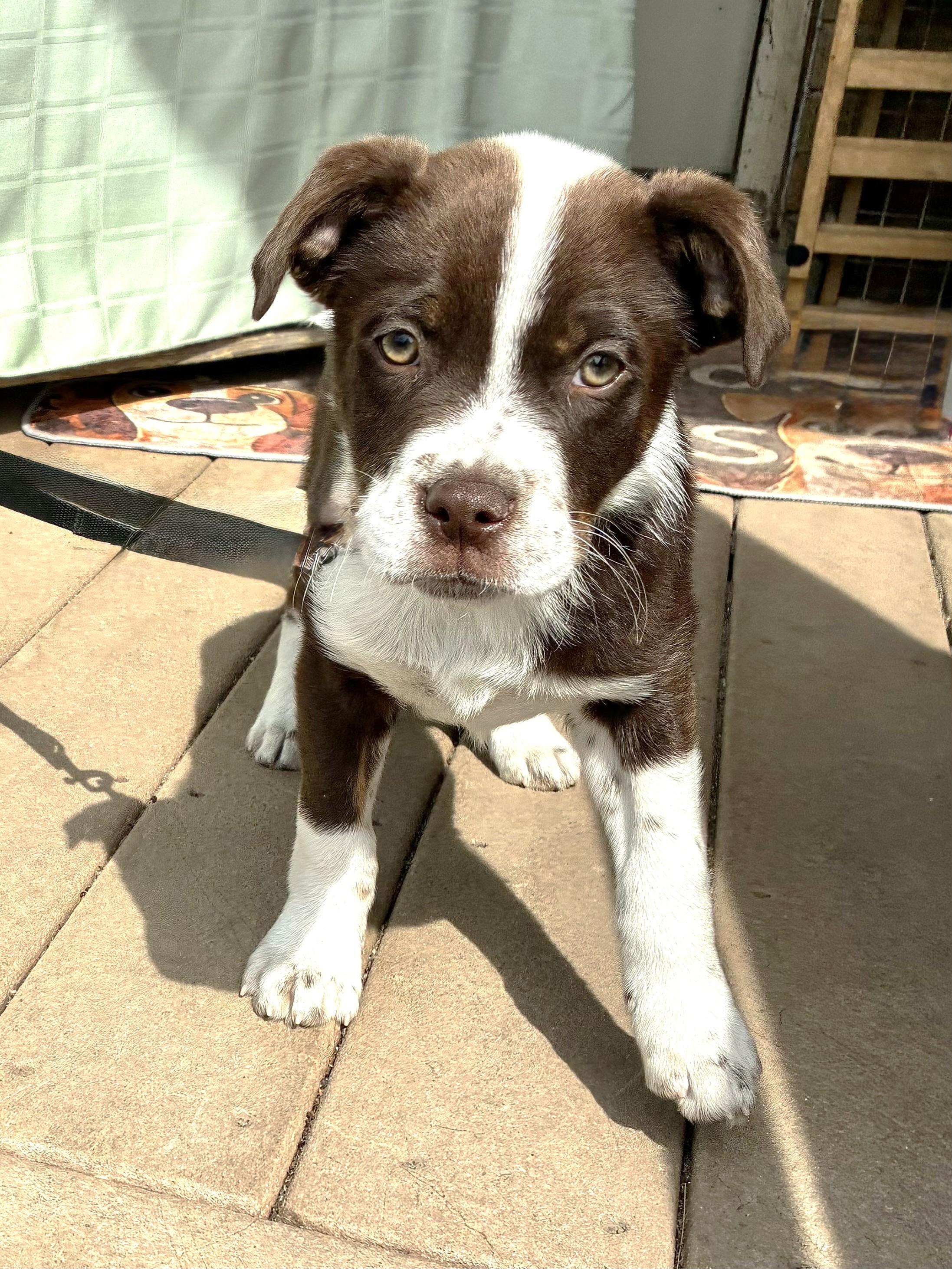 Texan, a Adoptable mixed breed in West Chicago, IL image 3/3