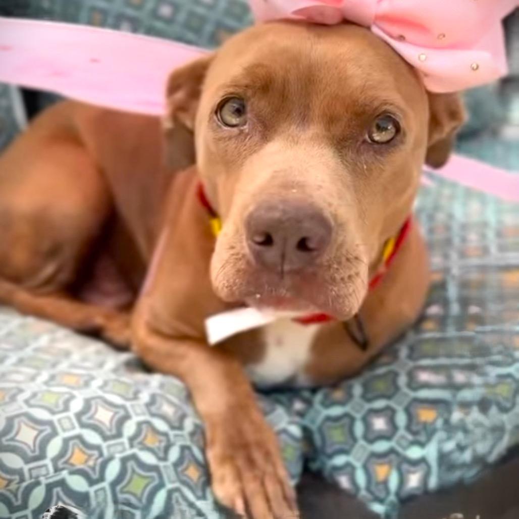 Enlarge Lollie, a Adoptable mixed breed in Los Angeles, CA image 1/6