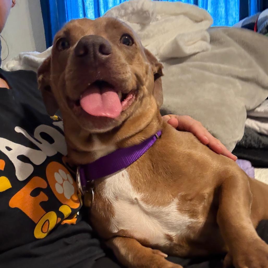Enlarge Lollie, a Adoptable mixed breed in Los Angeles, CA image 2/6