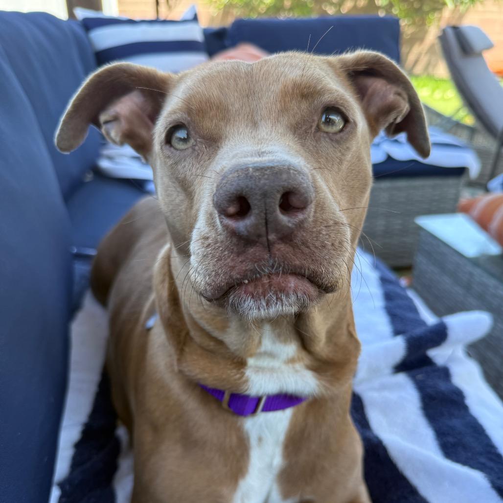 Enlarge Lollie, a Adoptable mixed breed in Los Angeles, CA image 3/6