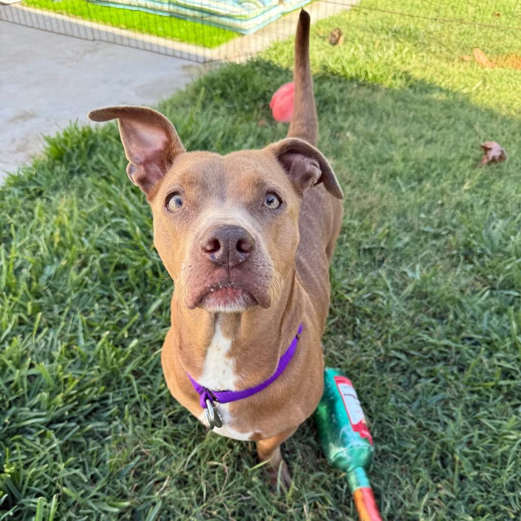 Enlarge Lollie, a Adoptable mixed breed in Los Angeles, CA image 4/6