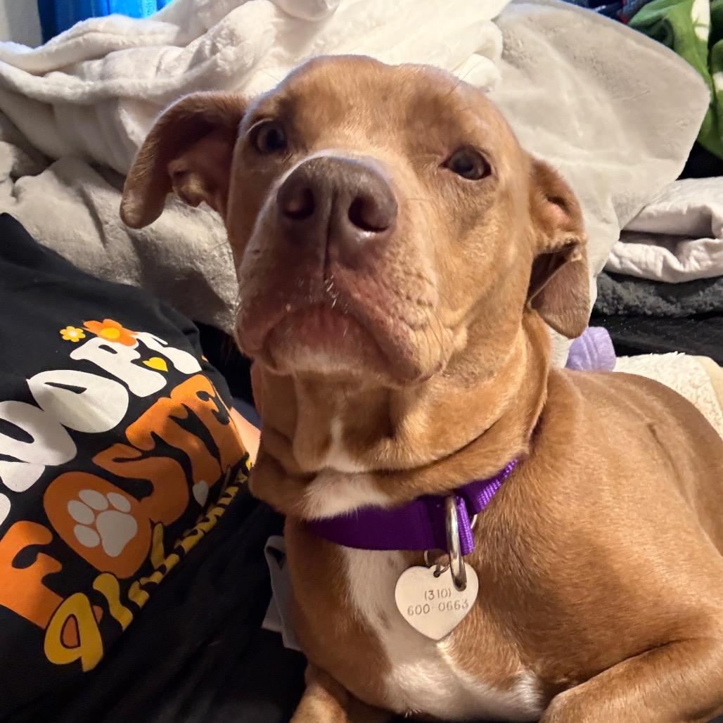 Enlarge Lollie, a Adoptable mixed breed in Los Angeles, CA image 5/6