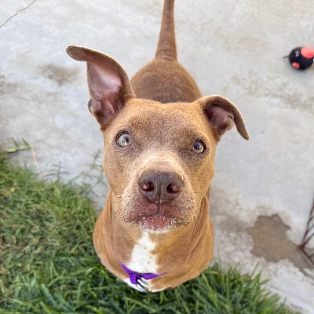 Enlarge Lollie, a Adoptable mixed breed in Los Angeles, CA image 6/6
