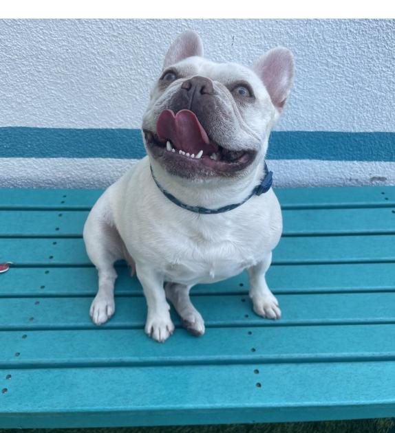 Hello My name is Barnaby I was recently rescued so the people at Wags are stil