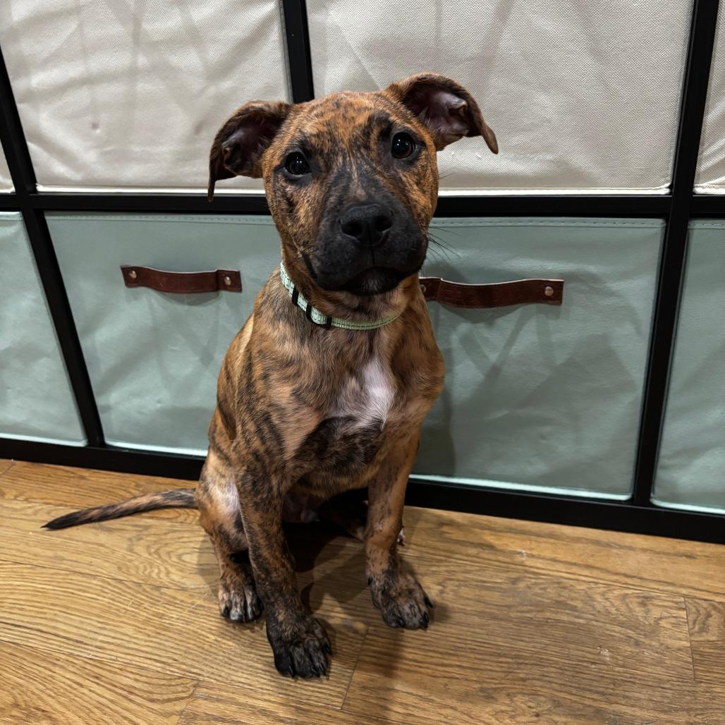 Dawson, a Adoptable Pit Bull Terrier in Brooklyn, NY image 1/6