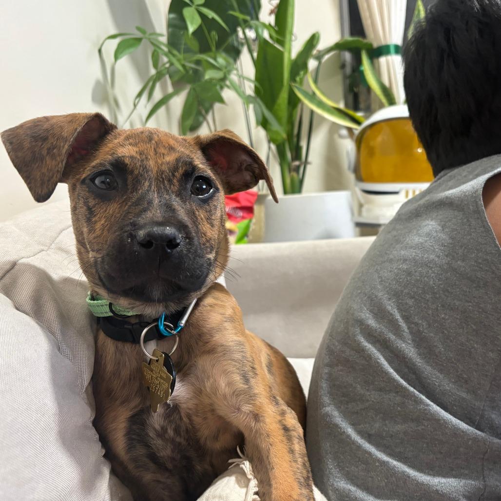 Enlarge Dawson, a Adoptable Pit Bull Terrier in Brooklyn, NY image 2/5