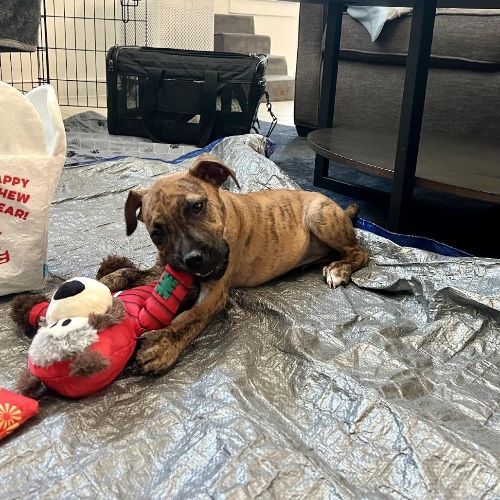 Enlarge Dawson, a Adoptable Pit Bull Terrier in Brooklyn, NY image 3/5