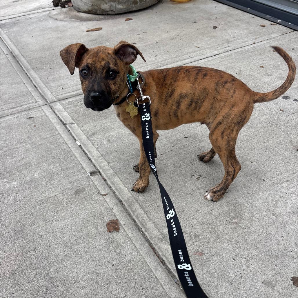 Enlarge Dawson, a Adoptable Pit Bull Terrier in Brooklyn, NY image 4/5
