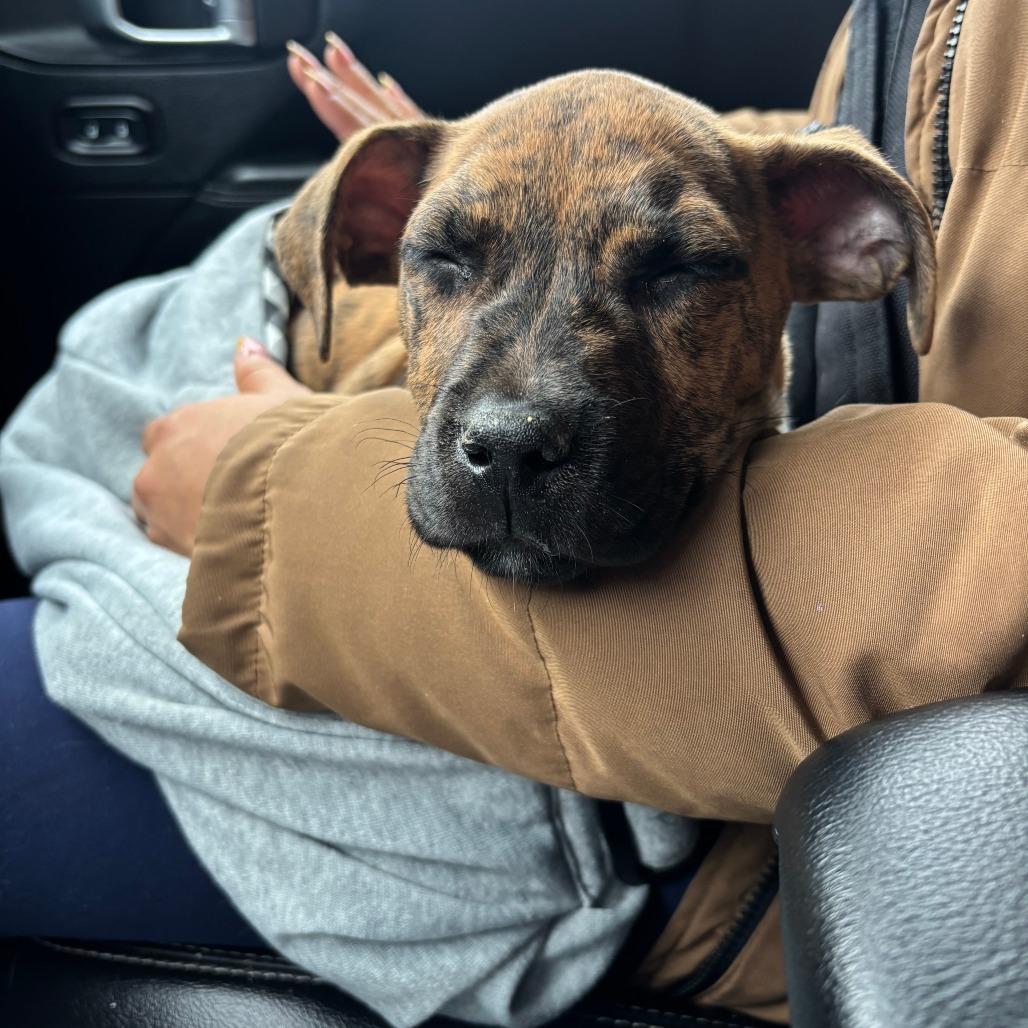 Enlarge Dawson, a Adoptable Pit Bull Terrier in Brooklyn, NY image 5/5