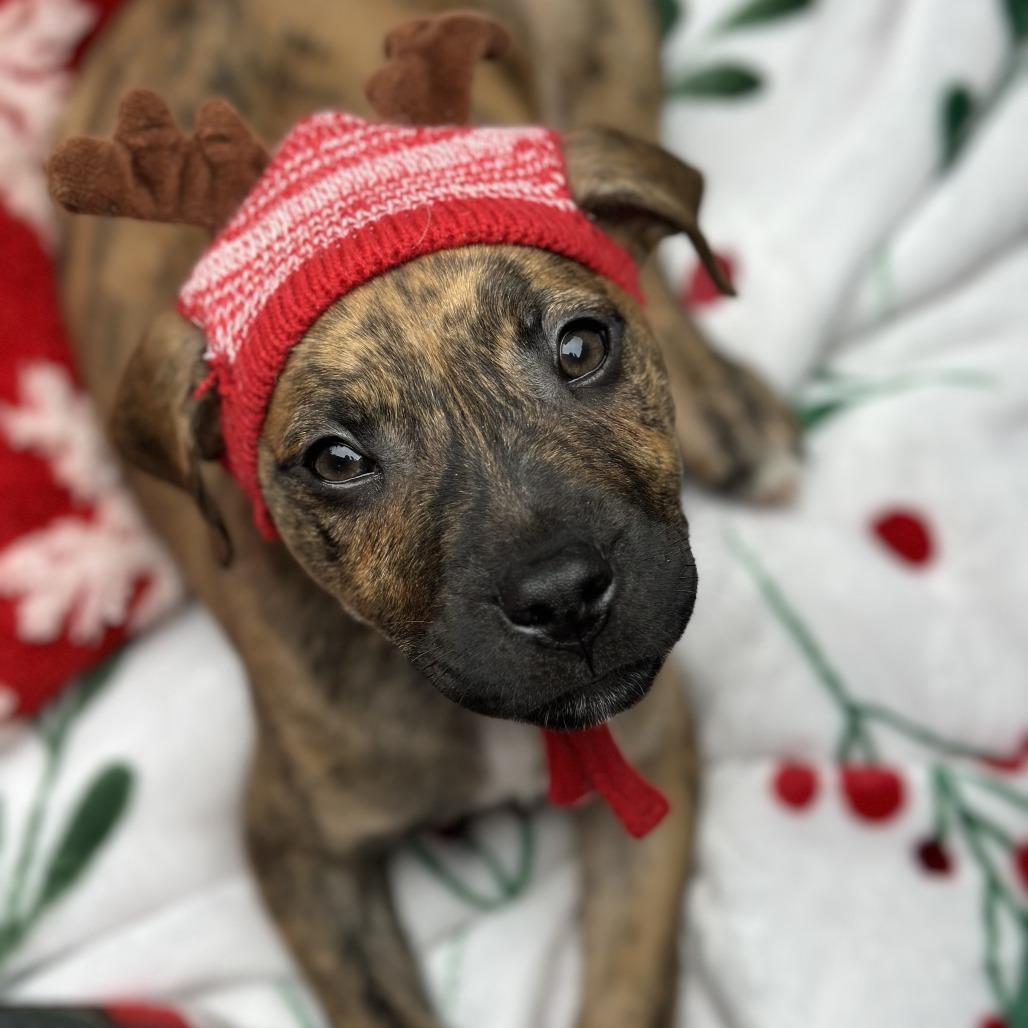 Enlarge Dawson, a Adoptable Pit Bull Terrier in Brooklyn, NY image 1/5