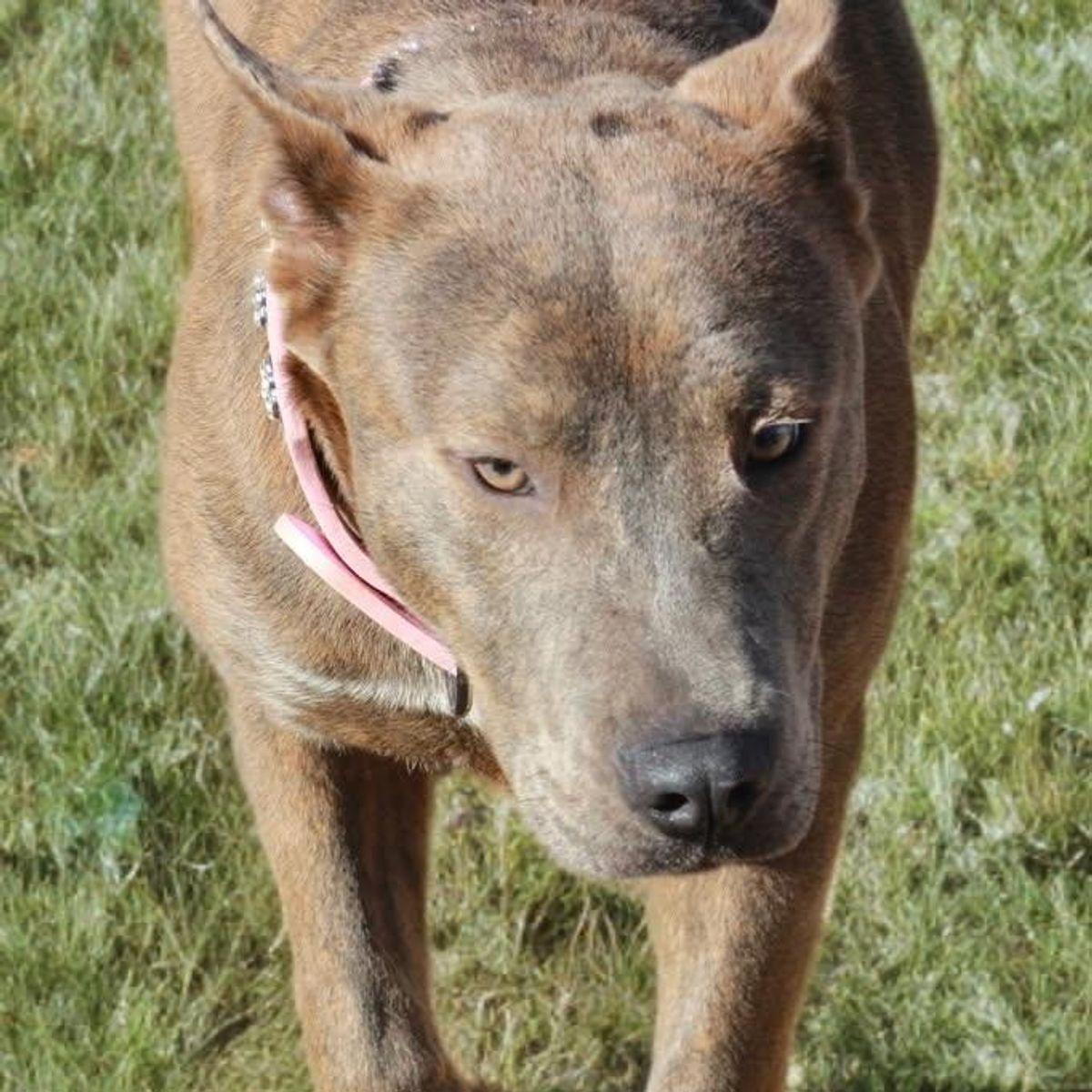 Enlarge Peggy, a Adoptable American Staffordshire Terrier in Kingman, AZ image 1/3