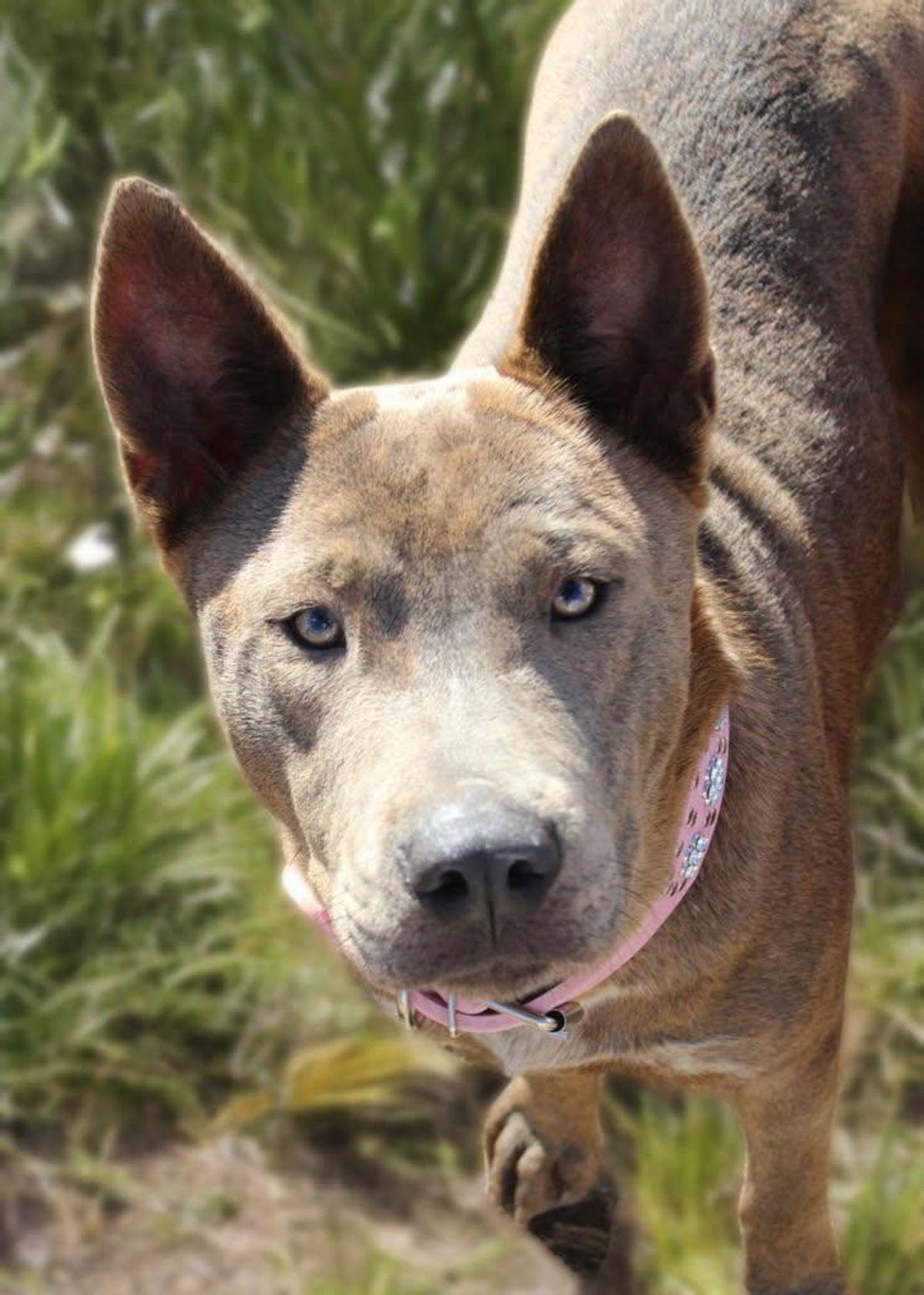 Enlarge Peggy, a Adoptable American Staffordshire Terrier in Kingman, AZ image 2/3
