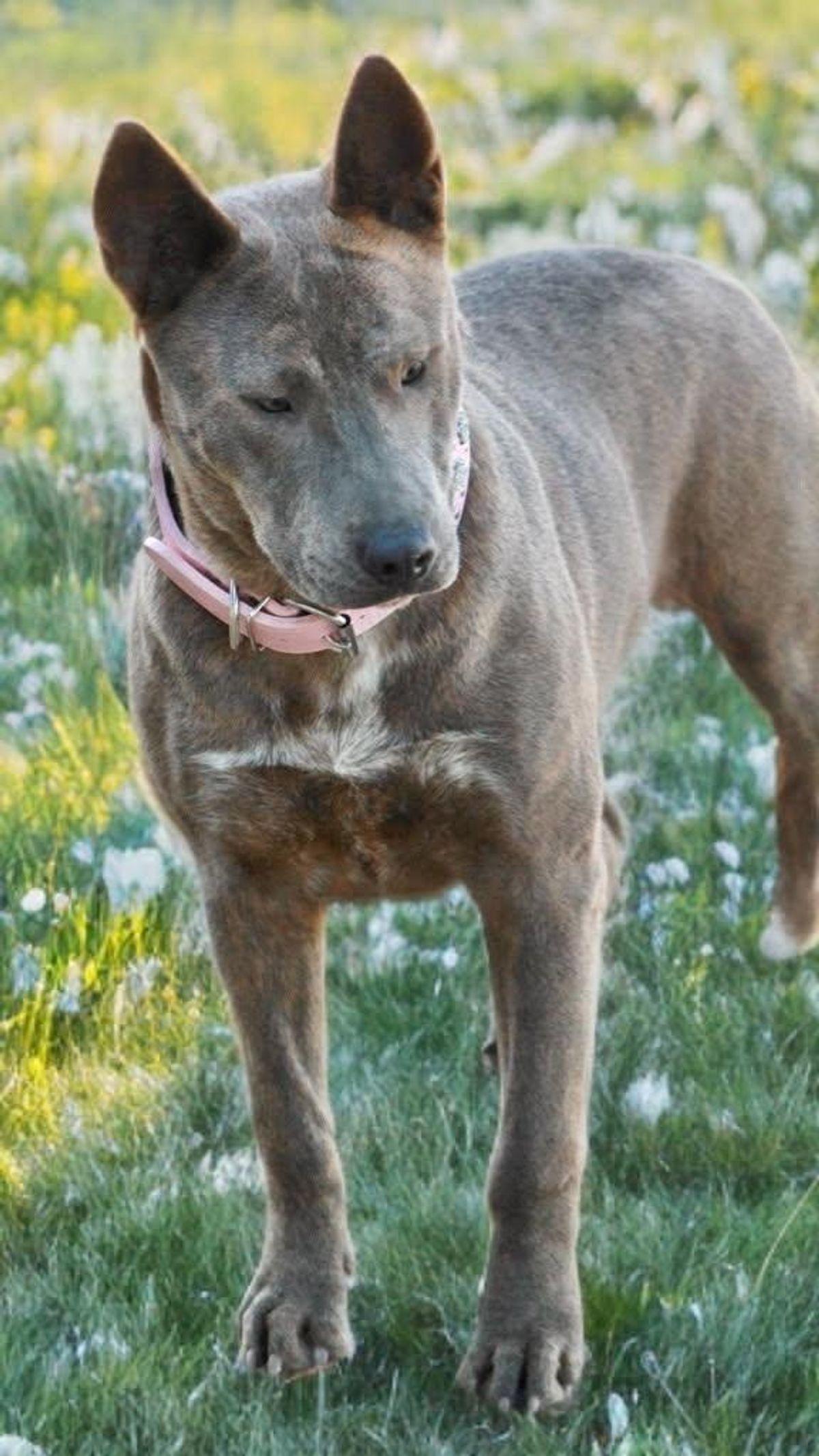 Enlarge Peggy, a Adoptable American Staffordshire Terrier in Kingman, AZ image 3/3