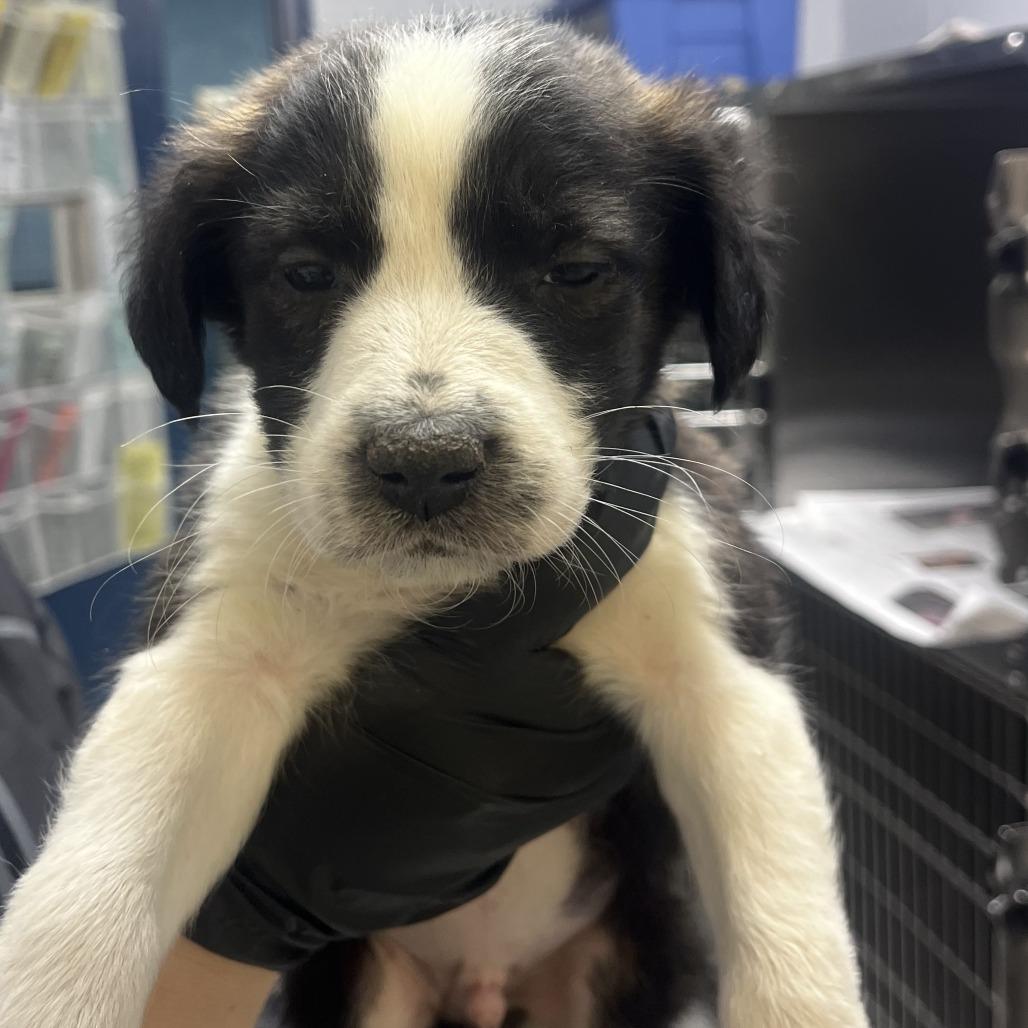 Clyde, Adoptable, Puppy Male Collie & Boxer.