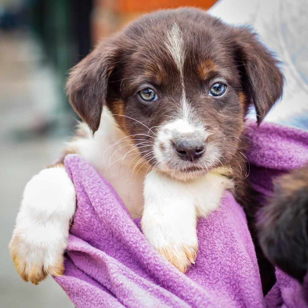 Enlarge Clyde, a Adoptable mixed breed in Hattiesburg, MS image 2/2