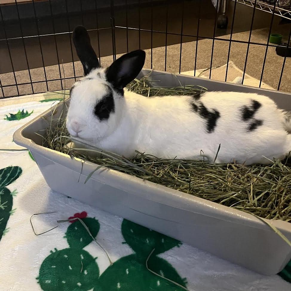 Enlarge Charmander, a Adoptable Bunny Rabbit in Richmond, CA image 1/6