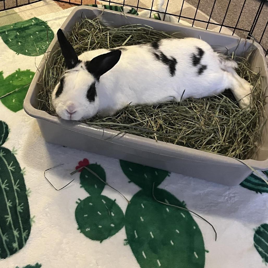 Enlarge Charmander, a Adoptable Bunny Rabbit in Richmond, CA image 2/6