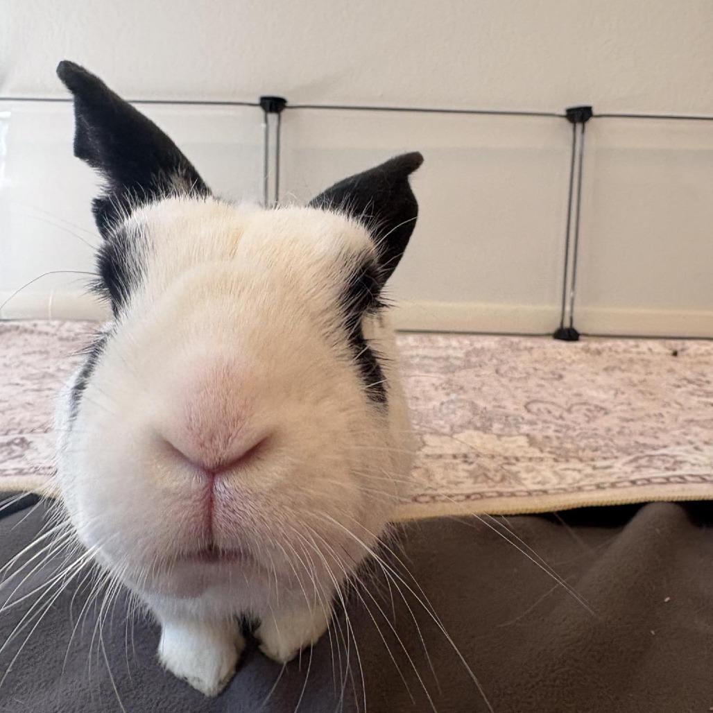 Enlarge Charmander, a Adoptable Bunny Rabbit in Richmond, CA image 3/6