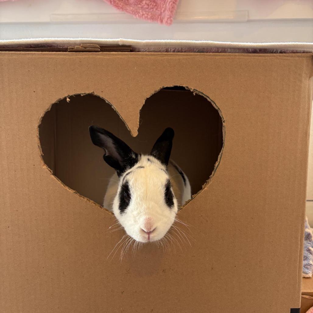 Enlarge Charmander, a Adoptable Bunny Rabbit in Richmond, CA image 4/6